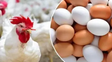 الفراخ البيضاء بكام؟.. أسعار الدواجن والبيض اليوم الأربعاء 10-6-2026